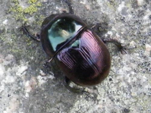 Geotrupes mutator
