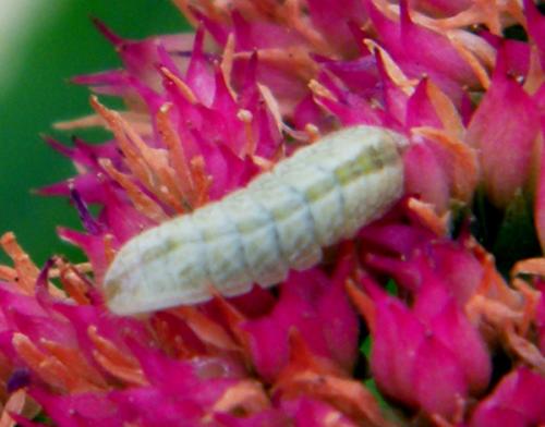 Celastrina argiolus