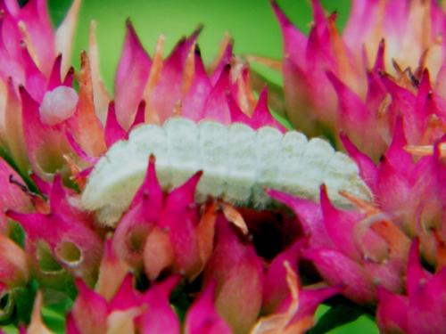 Celastrina argiolus