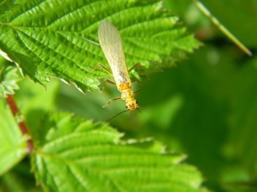 Isoperla sp.
