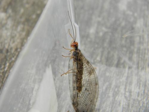Osmylus fulvicephalus