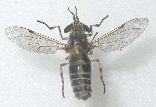 Haematopota italica