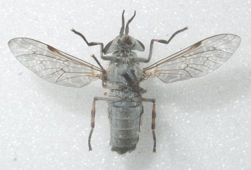 Haematopota italica