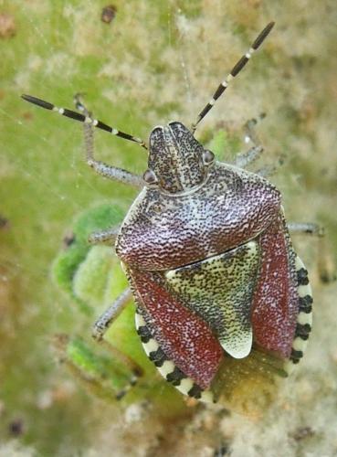 Réf. 110 137 : Dolycoris baccarum