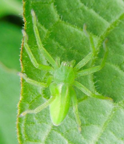 Micrommata virescens