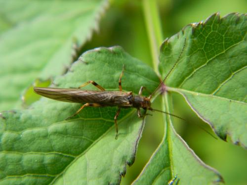 Leuctra geniculata