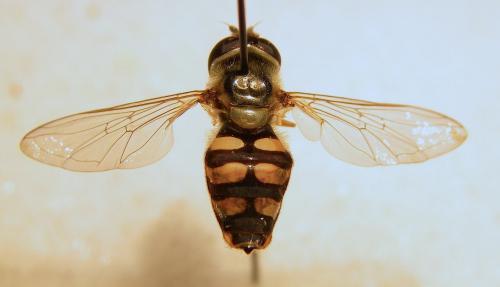 Eupeodes corollae
