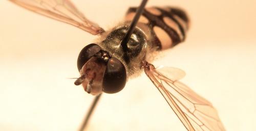 Eupeodes corollae