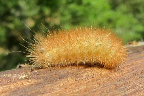 Diaphora mendica