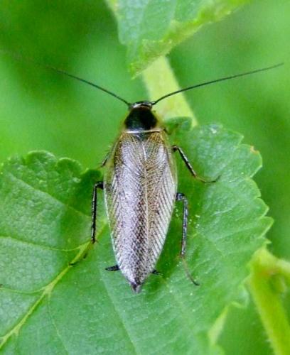 Ectobius lapponicus