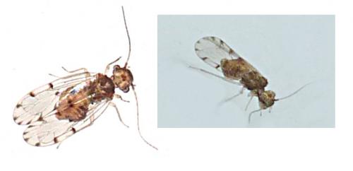 Ectopsocus petersi