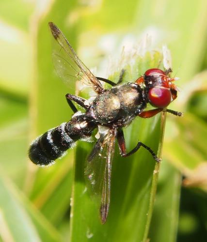 Elassogaster sp.