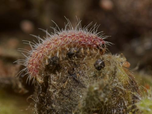Stenoptilia grisescens