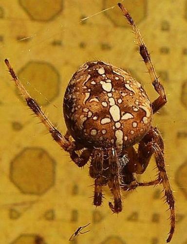 Réf. 110 725 : Araneus diadematus