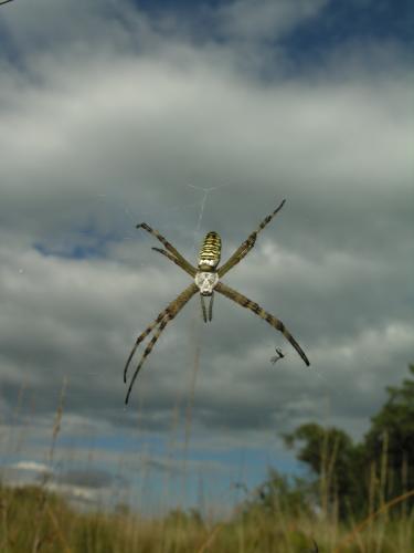 Argiope bruennichi