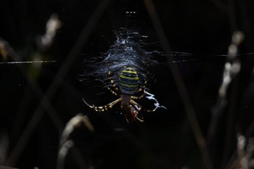 Argiope bruennichi
