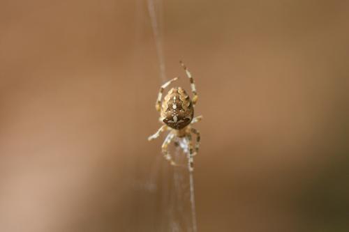 Araneus diadematus