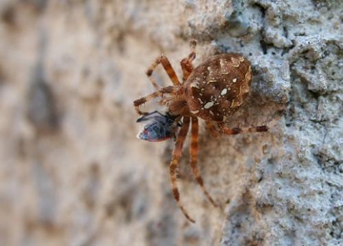Araneus diadematus