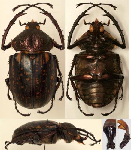 Cheirotonus parryi