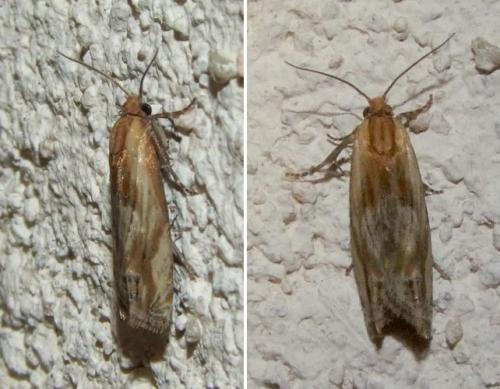 Eucosma sp.
