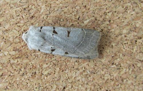 Eugnorisma glareosa