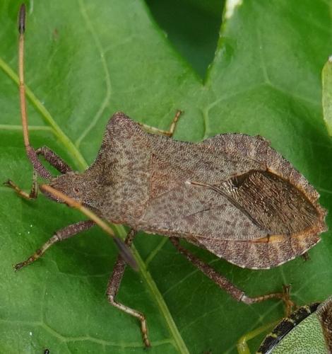 Réf. 110 187 : Coreus marginatus