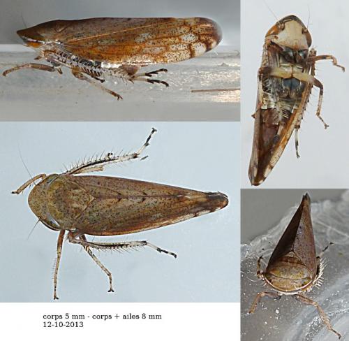 Fieberiella florii