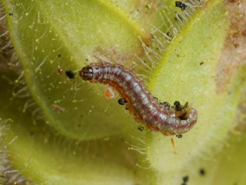 Stenoptilia grisescens