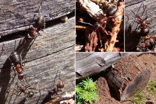 Réf. 110 830 : Formica rufa