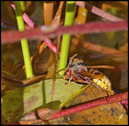 Vespa crabro