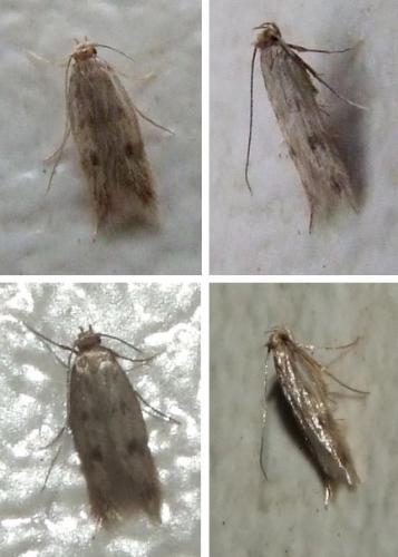 Réf. 110 201 : Borkhausenia nefrax