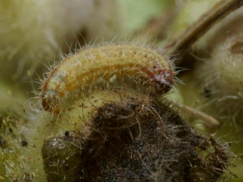 Stenoptilia grisescens