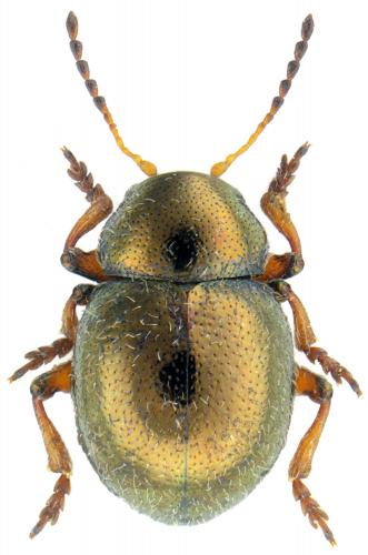Réf. 110 790 : Colaspidea globosa
