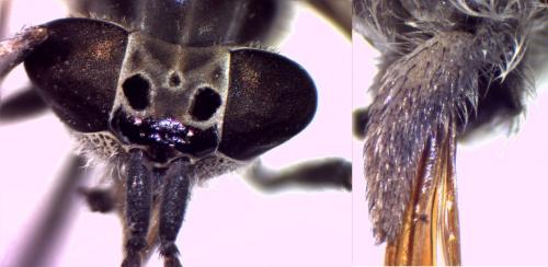 Haematopota italica