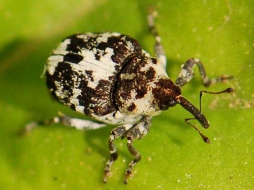 Réf. 110 466 : Mogulones larvatus