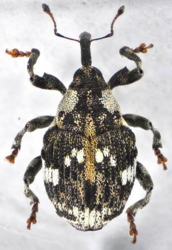 Hadroplontus trimaculatus
