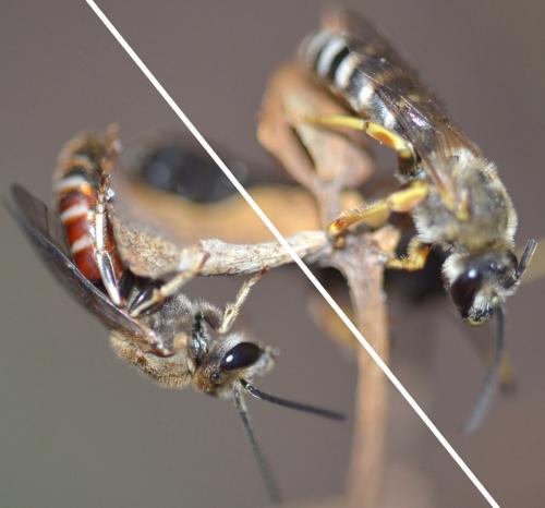 Halictus cochlearitarsis