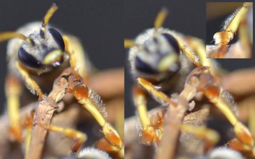 Réf. 110 189 : Halictus cochlearitarsis