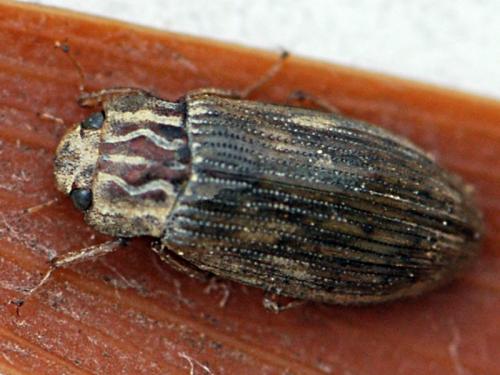 Helophorus sp.