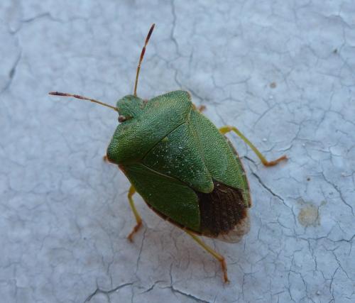 Palomena prasina