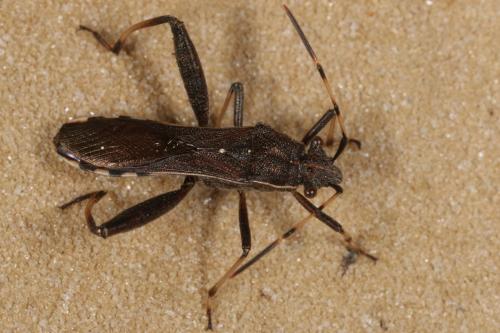 Camptopus lateralis