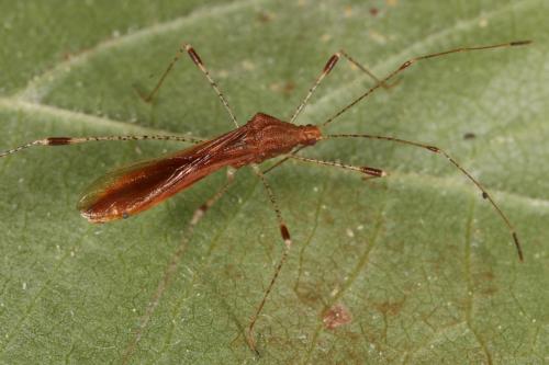 Réf. 110 263 : Metatropis rufescens