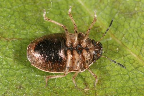 Réf. 110 561 : Neottiglossa pusilla
