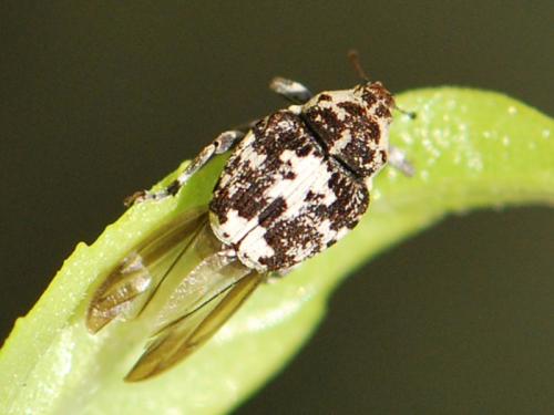 Réf. 110 436 : Mogulones larvatus