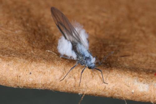 Réf. 110 264 : Phyllaphis fagi