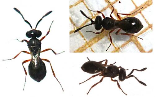 Teleasinae