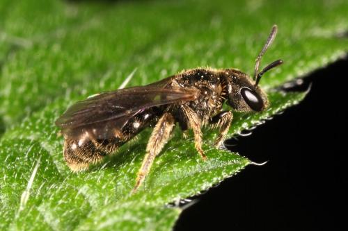 Lasioglossum sp.