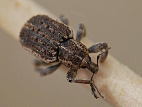 Réf. 110 318 : Brachypera zoilus