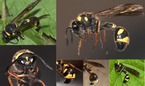 Réf. 110 876 : Eumenes coronatus