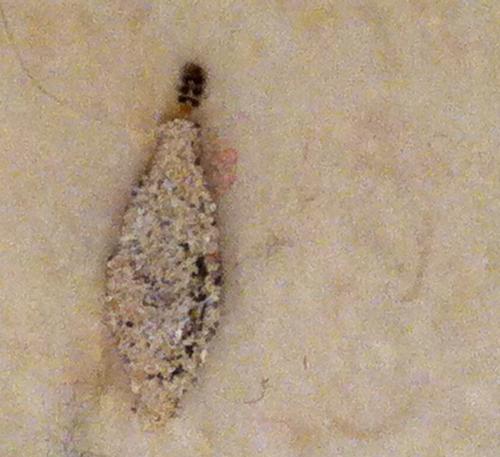 Réf. 110 931 : Phereoeca sp.